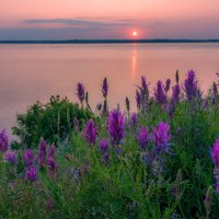 На рассвете :: Наталья Димова