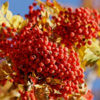 Рябиновое время :: Наталия Григорьева