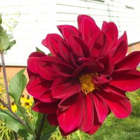 Георгин :: Freddy 97 Георгин :: Freddy 97