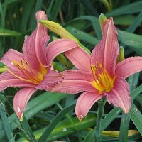 Лилейники :: Freddy 97