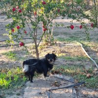 Жуля показывает мне дорогу :) :: Наталья 