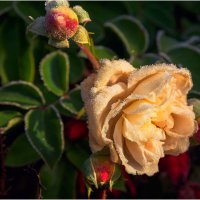 Морозное утро сентября :: Валентин Котляров