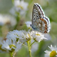 Голубянка :: Надежда Куркина 