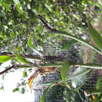 Сентябрь :: Венера Чуйкова