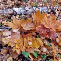 клен ты мой опавший :: Владимир клен ты мой опавший :: Владимир