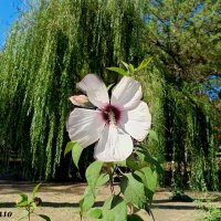 Осень в парке Октября :: Нина Бутко