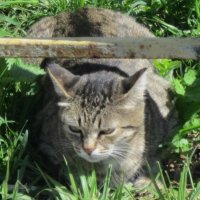 Кошка :: Дмитрий Никитин