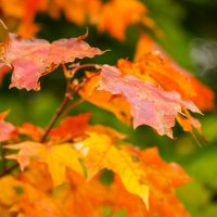 Палитра сентября... :: Владимир Жданов