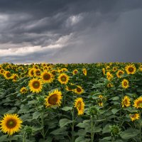 Перед грозой :: Ирина 