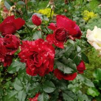 Сентябрьские розы :: Мария Васильева