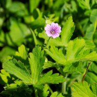 ... :: Константин Штарк