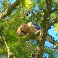 сойка :: gawrilа - dan