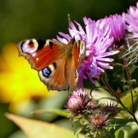 опять про бабочек 19 :: Александр Прокудин