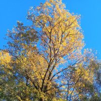 Осень :: Сапсан 