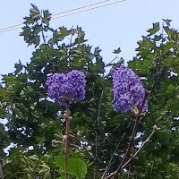 Сирень :: Сапсан 