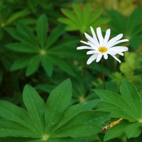 Стойкий (но не оловянный) солдатик! :: Светлана Стойкий (но не оловянный) солдатик! :: Светлана