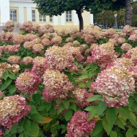 Цветы осени :: Galina Solovova