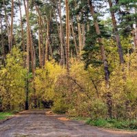 Дорогами Осени! :: Елена Хайдукова  ( Elena Fly )