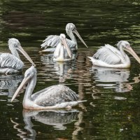 Пеликан :: SanSan 