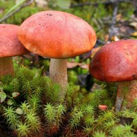 Осень...Подрумяненные сентябрем! :: Владимир 