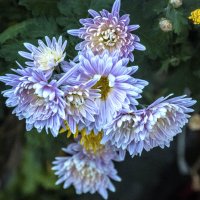 Синие  Хризантемы :: Валентин Семчишин