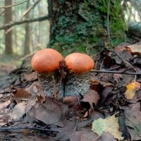 На осенней грибной охоте... :: Андрей Заломленков