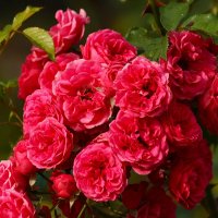 Розы сентября :: Юрий. Шмаков Розы сентября :: Юрий. Шмаков