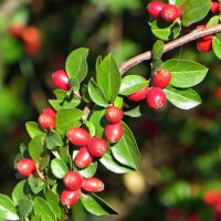 Кизильник блестящий - декоративный кустарник :: Татьяна Смоляниченко