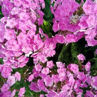 Цветы. :: Владимир Драгунский