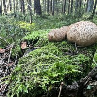 Ложнодождевики. :: Валерия Комова Ложнодождевики. :: Валерия Комова