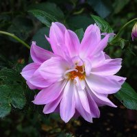 Георгины Веселые ребята :: Рита Симонова