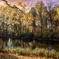 Осеннее золото :: Евгений 