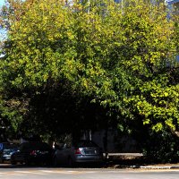 Осенняя аллея :: Юрий Гайворонскiий Осенняя аллея :: Юрий Гайворонскiий