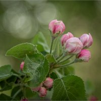 Начало... :: Ирина С