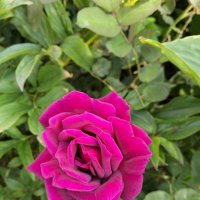 Роза :: Giant Tao /