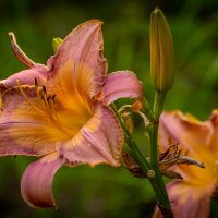 Лилия :: Игорь Сикорский Лилия :: Игорь Сикорский