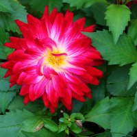 Сентябрьские георгины :: Светлана 