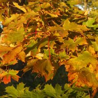 Этюд с кленовыми листьями :: Aida10 