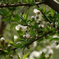 "Будет апрель!" Ю.Левитанский :: Syntaxist (Светлана)