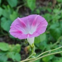 Утренняя нежность :: Наталья 