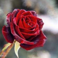 Королева цветов :: Светлана Ищенко