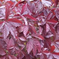 Дикий виноград :: Freddy 97