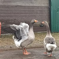 На ферме Цветковых. Гуси. :: Pippa 