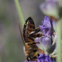 Вертикаль. :: Евгений Седов