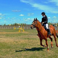 На конкуре :: Мишель71 