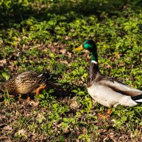 подножный корм :: navalon M