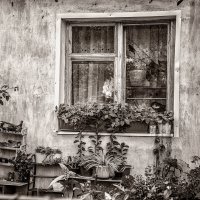 Во дворе старого дома :: Алексей Трифонов