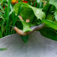 Монстр :) :: Владимир Иванович