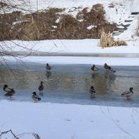 Утки на Осколе :: Елена Елена Утки на Осколе :: Елена Елена