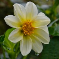 Георгин после дождя :: Владимир Звягин Георгин после дождя :: Владимир Звягин